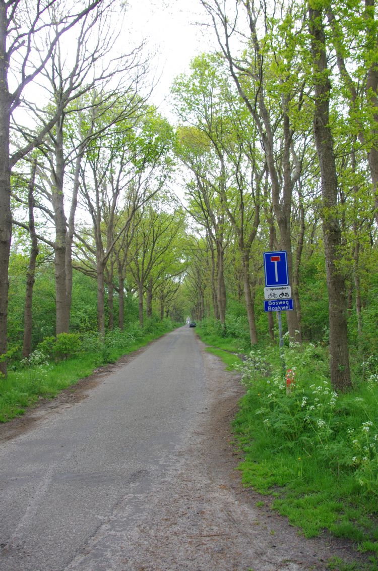 Landschapselementen als een oude bomenlaan verliezen soms hun oorspronkelijke functie. Landschapselementen als een oude bomenlaan verliezen soms hun oorspronkelijke functie.