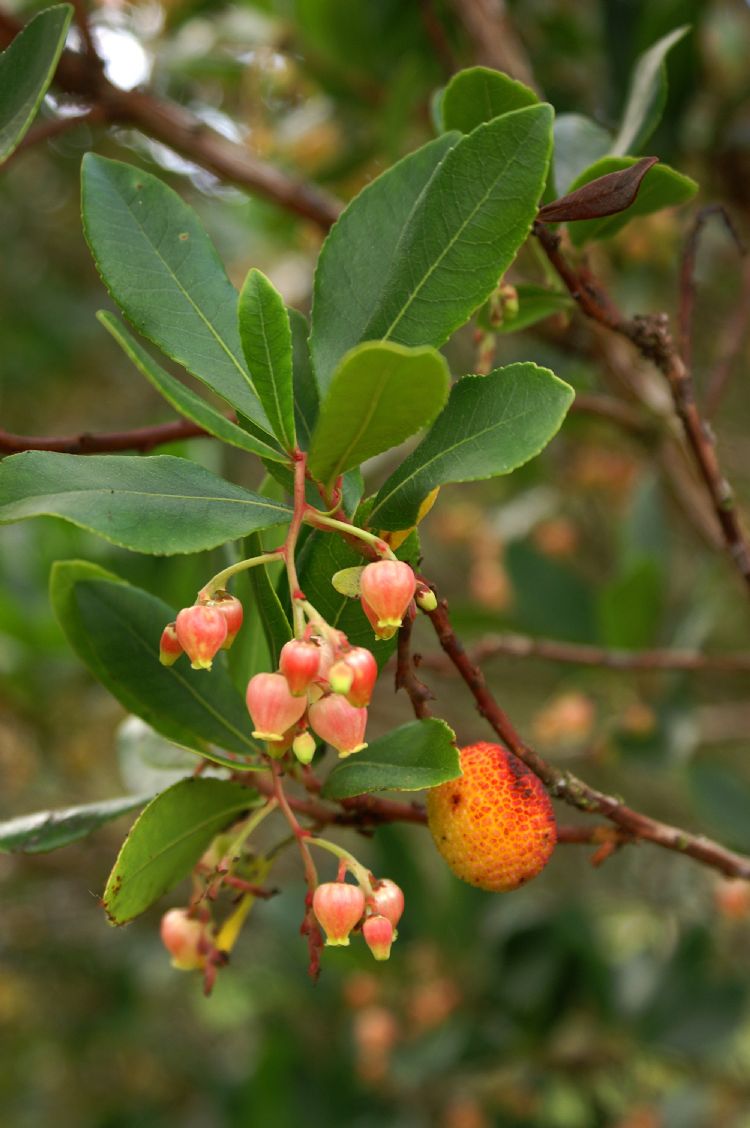 Arbutus unedo 'Rubra' Arbutus unedo 'Rubra'