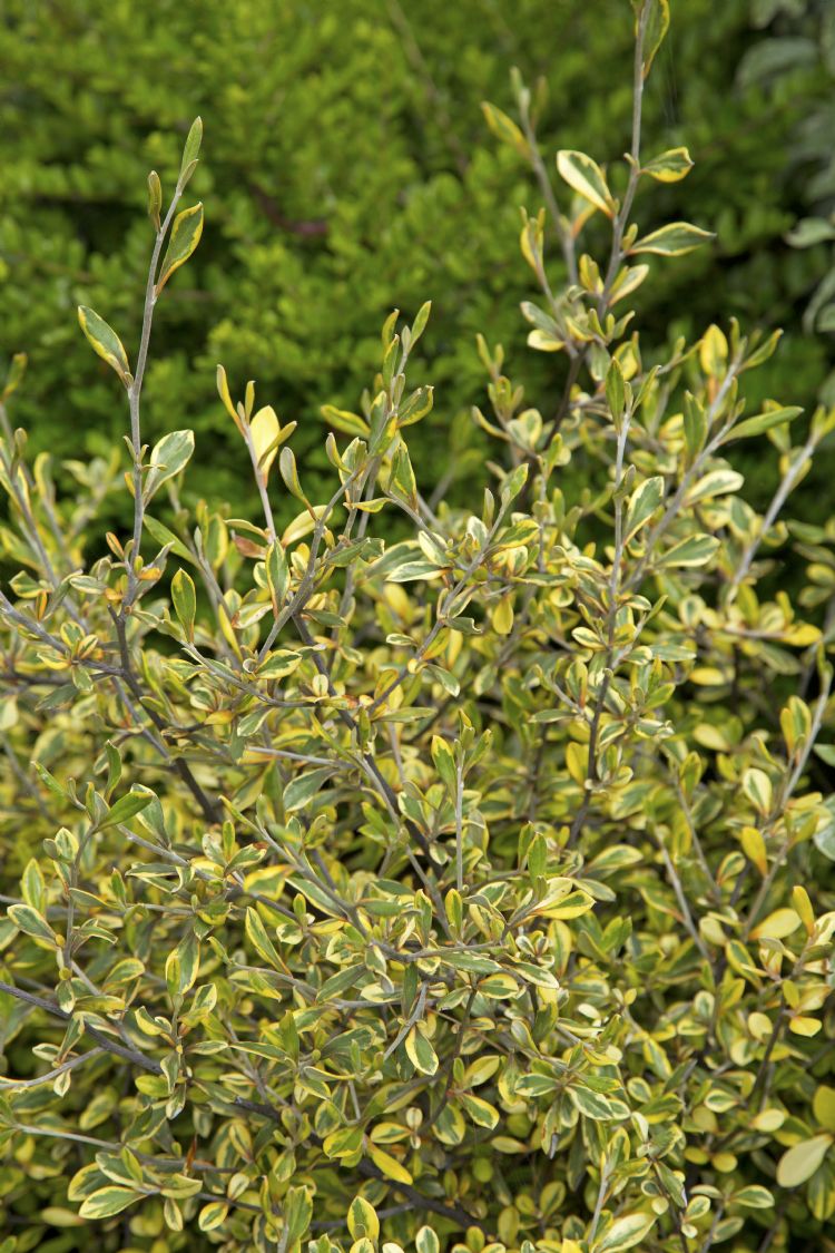 Corokia virgata 'Sunsplash' Corokia virgata 'Sunsplash'