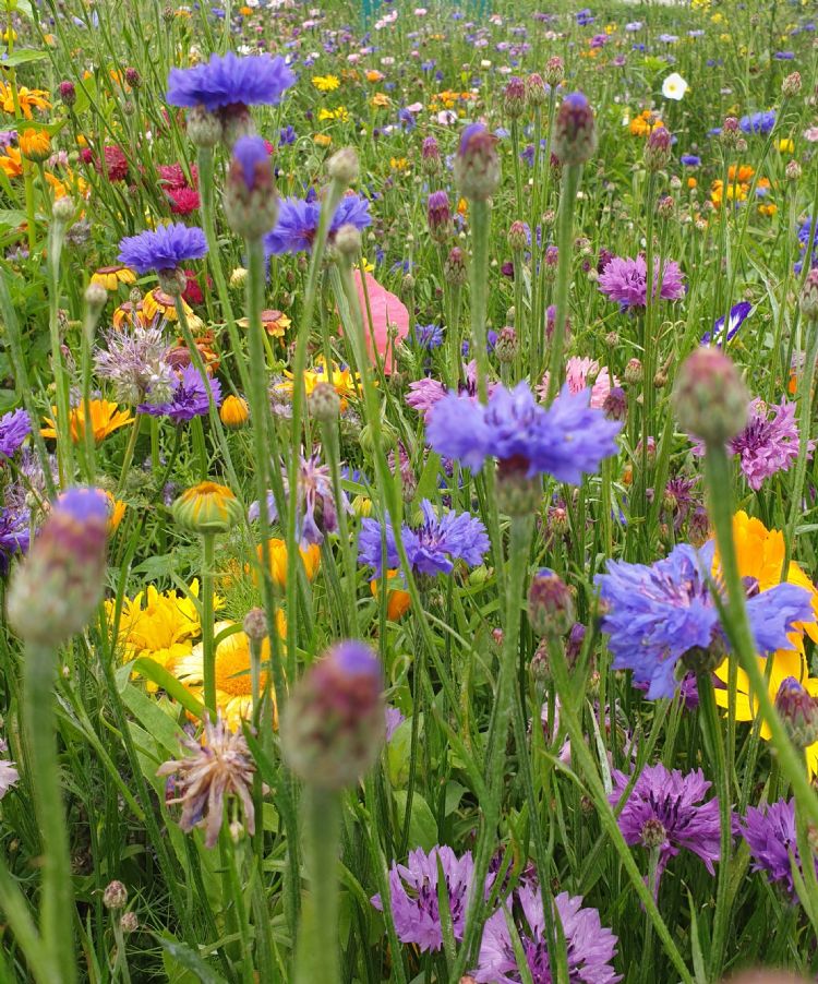 Bron: DSV zaden Bron: DSV zaden