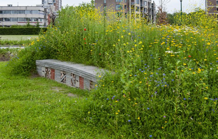 Een in het oog springend onderdeel van het groene schoolplein is de half-ingegraven muur met insectenhuizen. Een in het oog springend onderdeel van het groene schoolplein is de half-ingegraven muur met insectenhuizen.