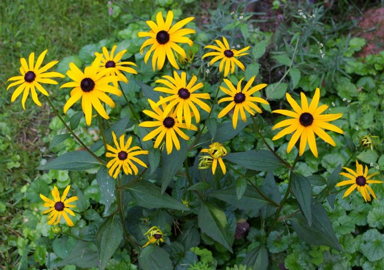 Rudbeckia fulgida ‘Blovi’ VIETTE’S LITTLE SUZY- Christian Fischer, CC BY-SA 3.0 httpscreativecommons.orglicensesby-sa3.0, via Wikimedia Commons .jpg