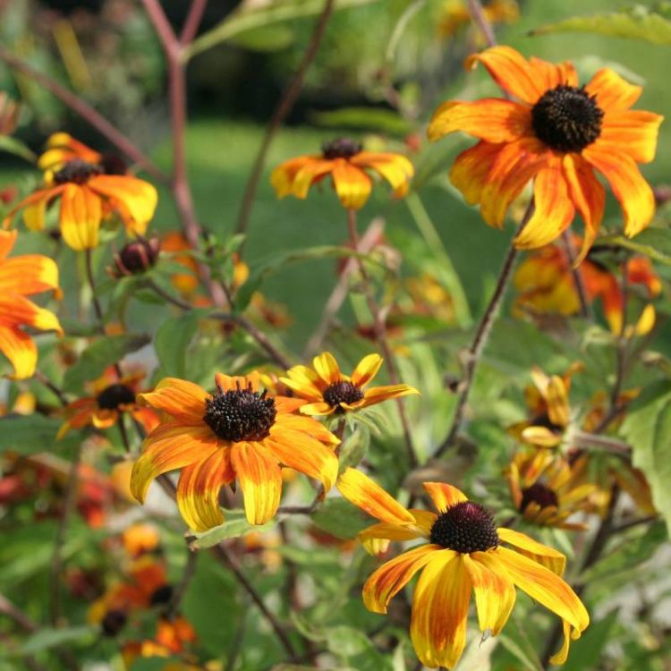 Specialiteitenkwekerij Tuingoed Foltz levert de Rudbeckia triloba Prairie Glow