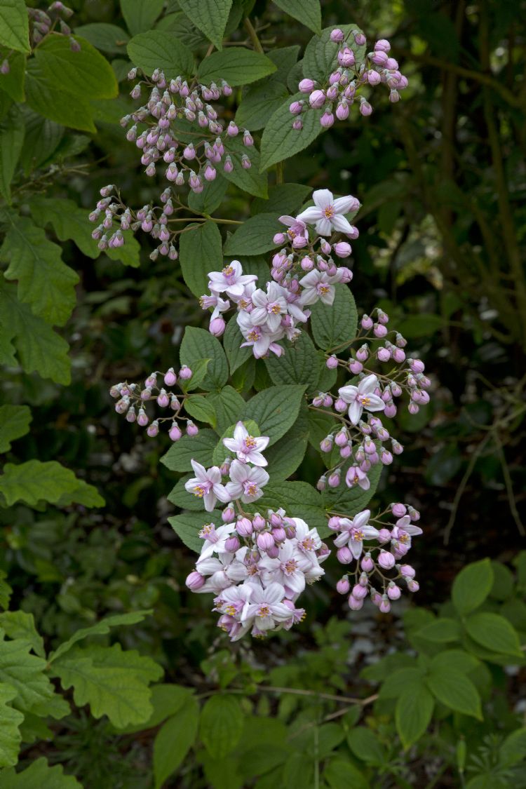 <i>Deutzia hybrida</i> 'Mont Rose' <i>Deutzia hybrida</i> 'Mont Rose'