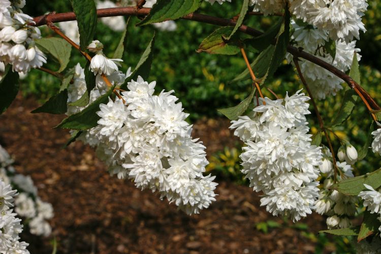 <i>Deutzia magnifica</i> 'Nancy' <i>Deutzia magnifica</i> 'Nancy'