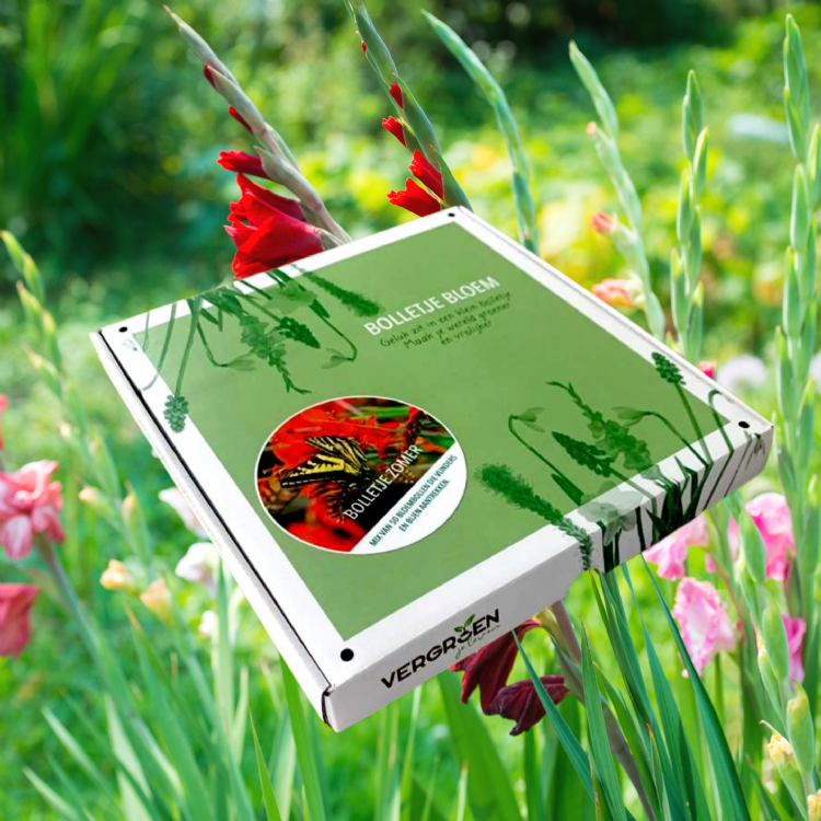 Bolletje Zomer Bolletje Zomer