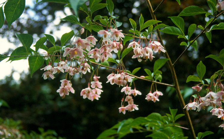 <i>Styrax japonicus</i> Benibana Group