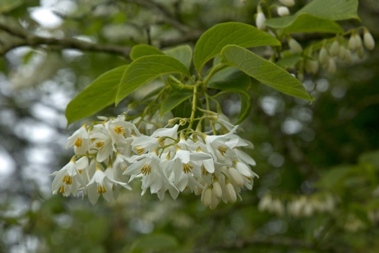 <i>Styrax obassia</i>