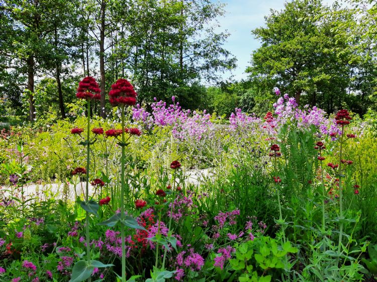 Ontwerpen met inheemse planten is mogelijk, aldus Lageschaar Ontwerpen met inheemse planten is mogelijk, aldus Lageschaar
