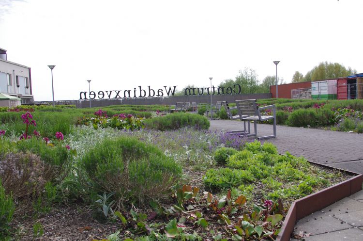 Lage, bloemrijke beplanting waar het draagvermogen van de constructie beperkt is Lage, bloemrijke beplanting waar het draagvermogen van de constructie beperkt is
