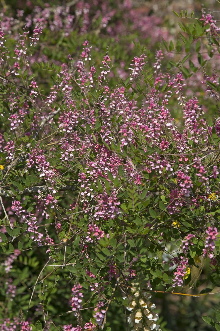 <i>Indigofera amblyantha</i> <i>Indigofera amblyantha</i>
