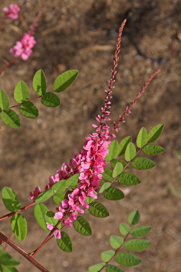 <i>Indigofera howellii</i> <i>Indigofera howellii</i>