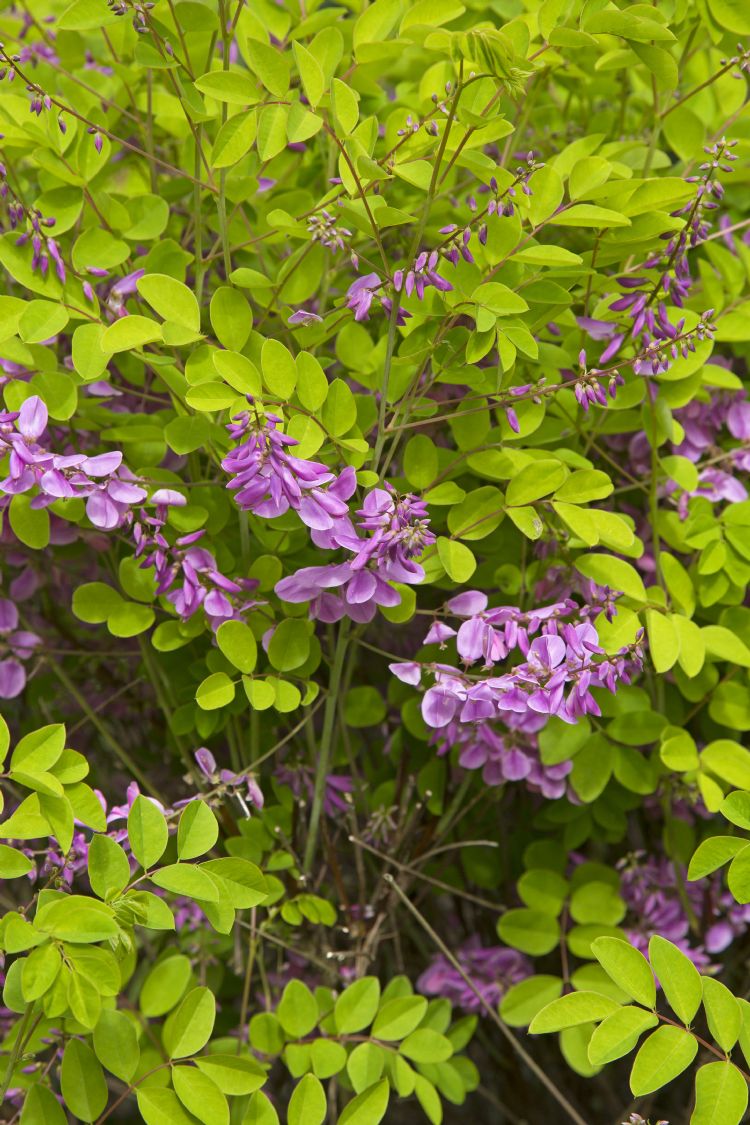 <i>Indigofera kirilowii</i> <i>Indigofera kirilowii</i>
