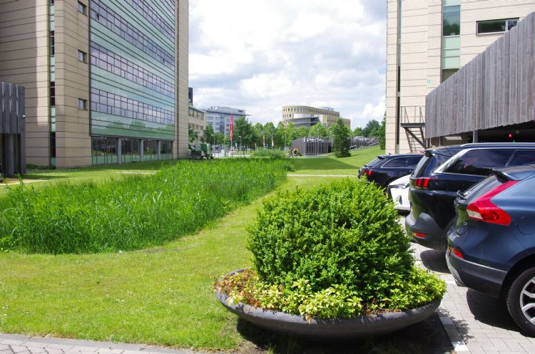 Een dissonant: toch nog auto's in het zicht Een dissonant: toch nog auto's in het zicht