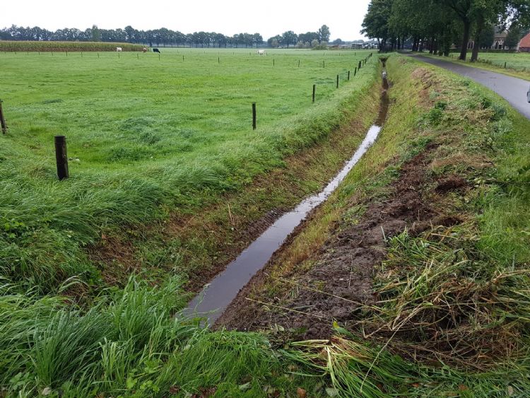 Maai ook 30 cm onderwater, er zijn soorten die daarvan profiteren Maai ook 30 cm onderwater, er zijn soorten die daarvan profiteren
