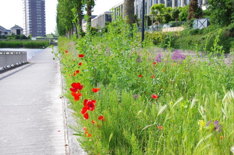Heermoes brengt <i>De Bonte Berm</i> nog niet uit balans Heermoes brengt <i>De Bonte Berm</i> nog niet uit balans