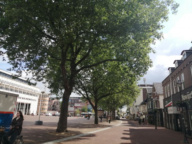 Fietsers zullen nooit vanwege wortelopdruk hobbelend langs de bomen hoeven te rijden Fietsers zullen nooit vanwege wortelopdruk hobbelend langs de bomen hoeven te rijden