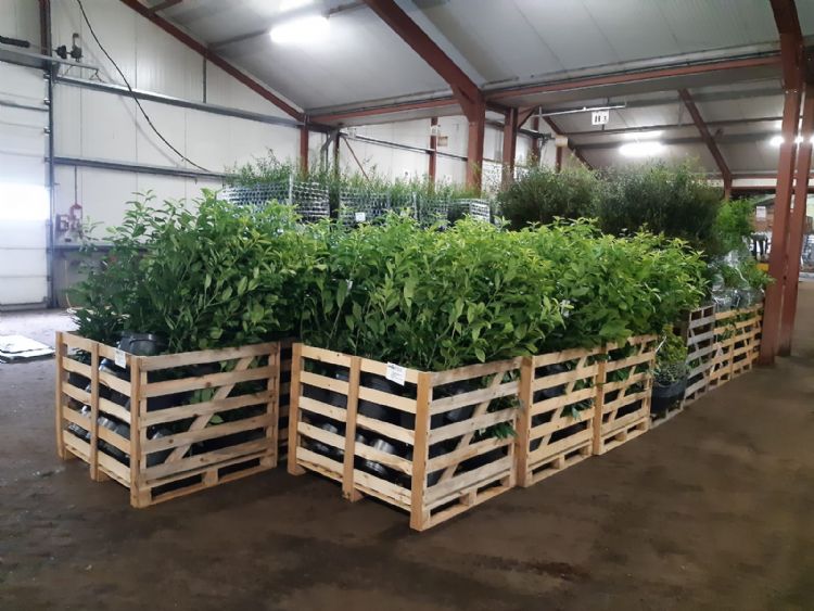 Te laden beplanting in de loods in Zundert Te laden beplanting in de loods in Zundert