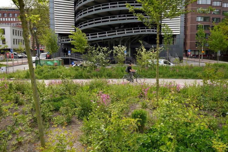 Groene overkluizing in park Koekamp, foto: Jurriaan Brobbel Groene overkluizing in park Koekamp, foto: Jurriaan Brobbel