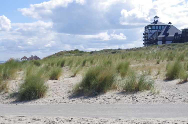 Op sommige plekken in het duin is nog te zien hoe het helmgras is aangeplant. Op sommige plekken in het duin is nog te zien hoe het helmgras is aangeplant.