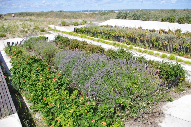 Chef-kok Sergio Herman heeft hier een zilte tuin voor het kweken van streekgebonden ingrediënten. Chef-kok Sergio Herman heeft hier een zilte tuin voor het kweken van streekgebonden ingrediënten.