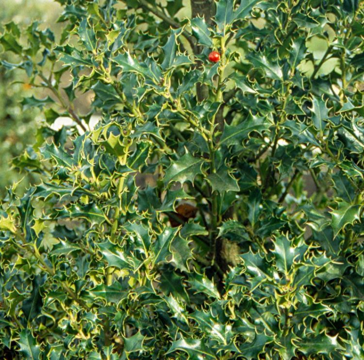<i>Ilex aquifolium</i> 'Alaska' <i>Ilex aquifolium</i> 'Alaska'