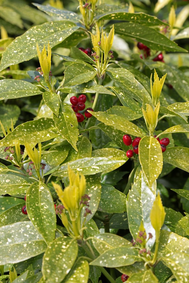 <i>Aucuba japonica</i> 'Variegata' <i>Aucuba japonica</i> 'Variegata'