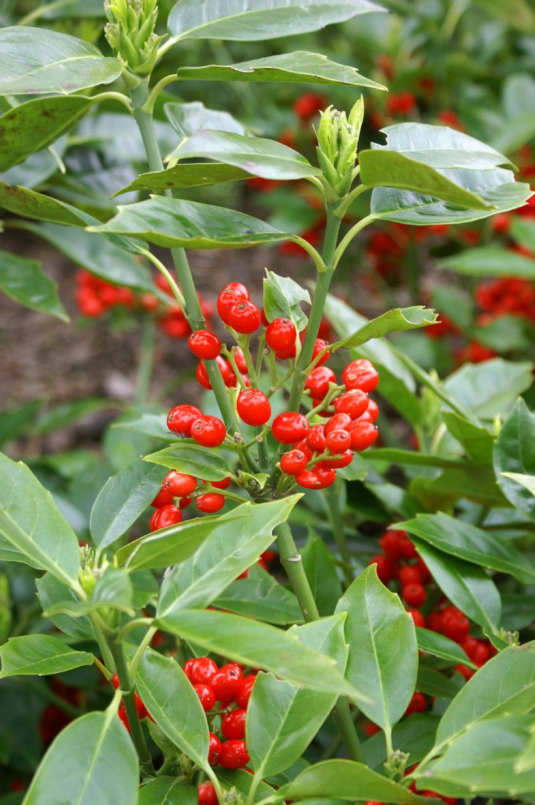 <i>Aucuba japonica</i> <i>Aucuba japonica</i>