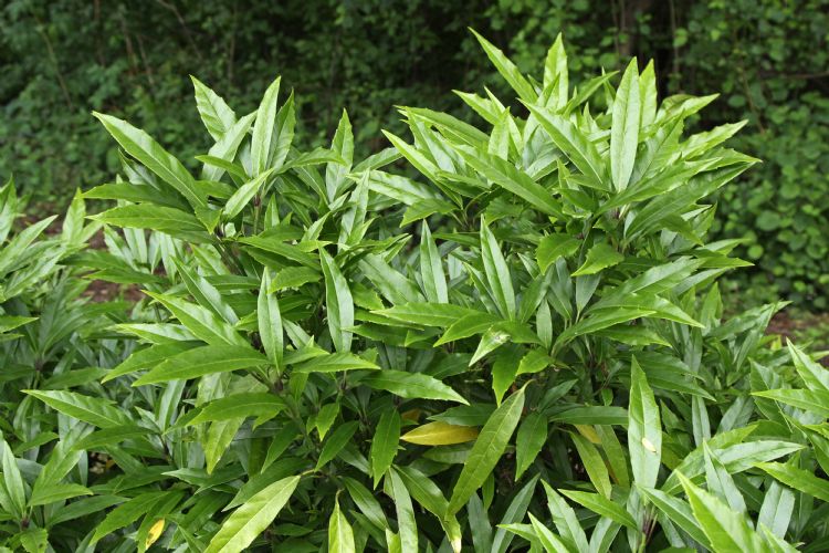 <i>Aucuba japonica</i> 'Salicifolia' <i>Aucuba japonica</i> 'Salicifolia'