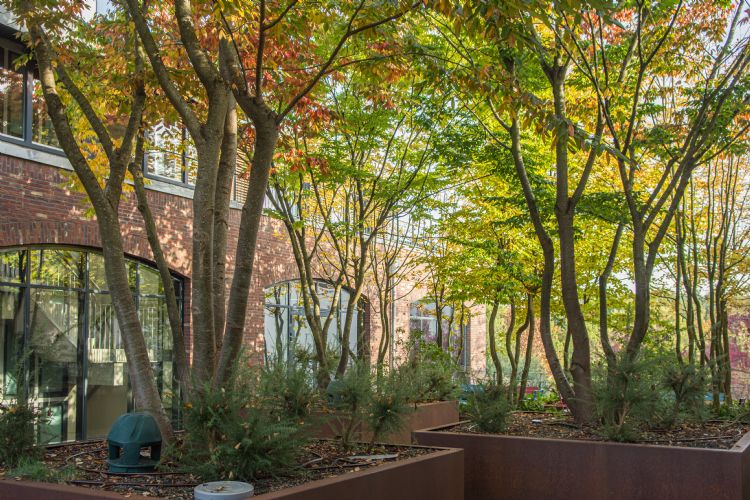 <i>Zelkova serrata</i> - <i>Carpinus betulus</i> in de Next Level-daktuin van Boomkwekerij Ebben <i>Zelkova serrata</i> - <i>Carpinus betulus</i> in de Next Level-daktuin van Boomkwekerij Ebben