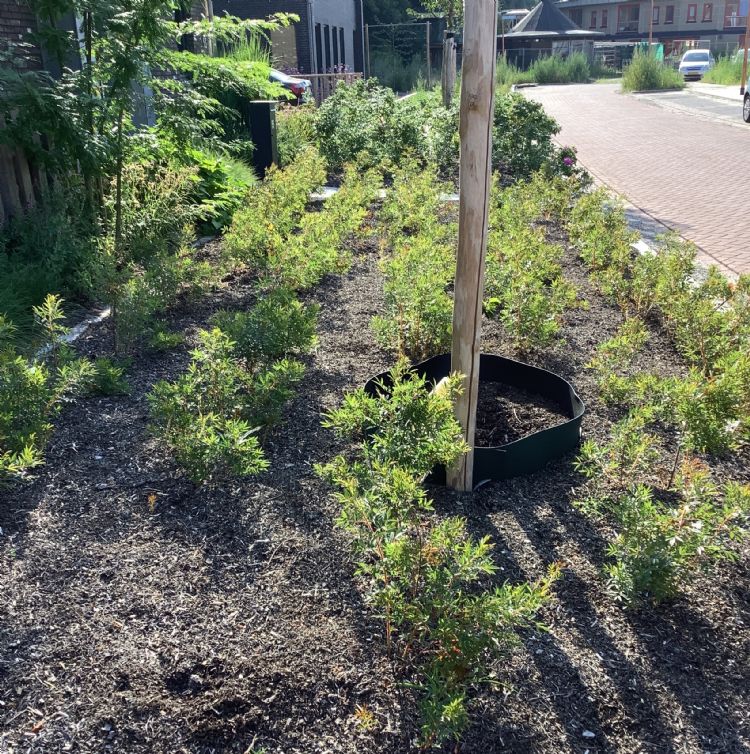 Bladmulch na drie maanden Bladmulch na drie maanden