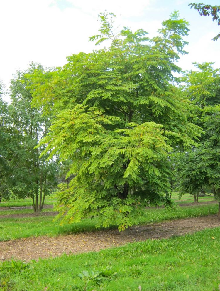 <i>Gymnocladus dioica</i> <i>Gymnocladus dioica</i>