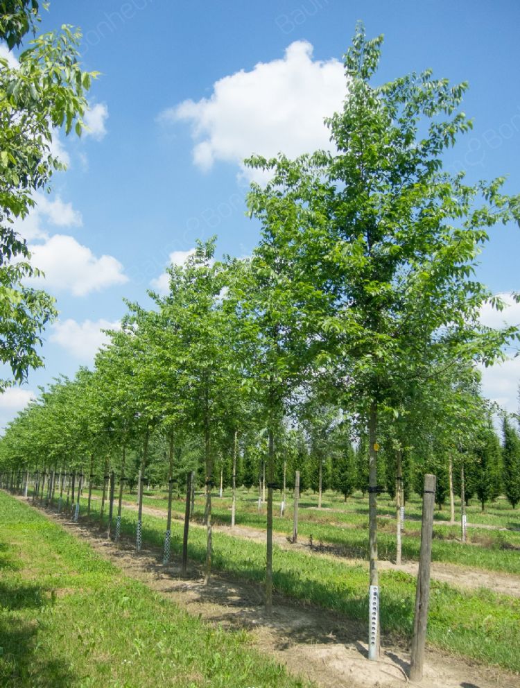 <i>Celtis occidentalis</i> <i>Celtis occidentalis</i>