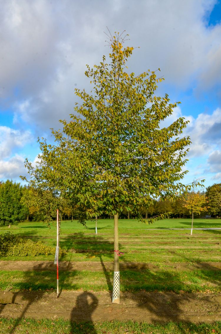 <i>Ostrya carpinifolia</i> <i>Ostrya carpinifolia</i>