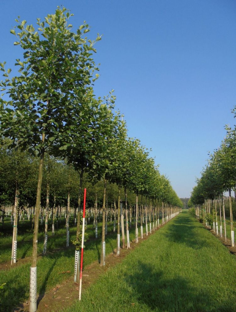 <i>Alnus glutinosa</i> <i>Alnus glutinosa</i>