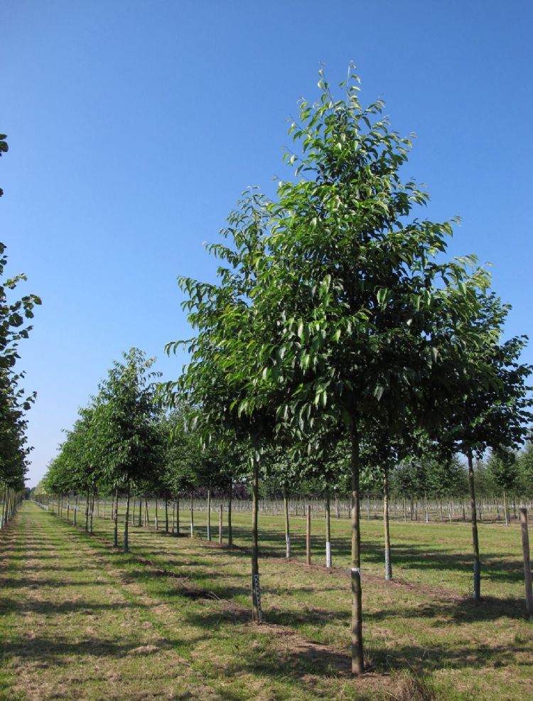 <i>Alnus spaethii</i> <i>Alnus spaethii</i>