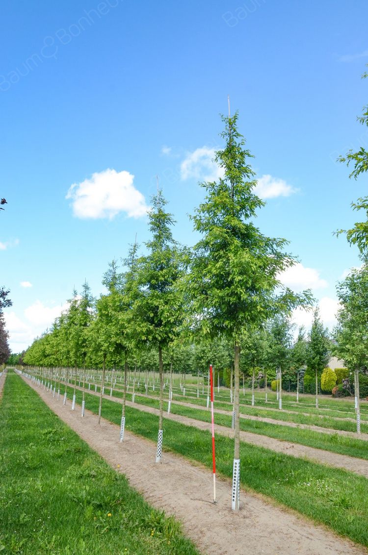 <i>Malus toringo</i> 'Brouwers Beauty' <i>Malus toringo</i> 'Brouwers Beauty'