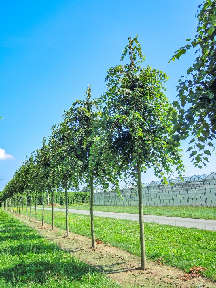 <i>Tilia mongolica</i> <i>Tilia mongolica</i>