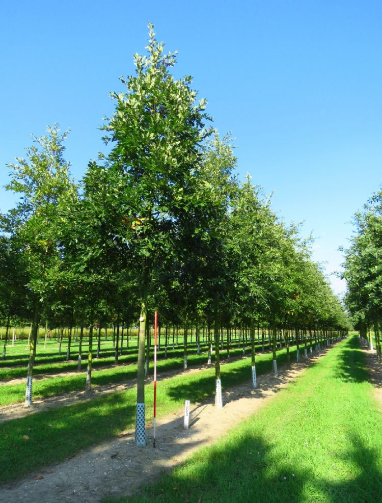 <i>Quercus cerris</i> <i>Quercus cerris</i>