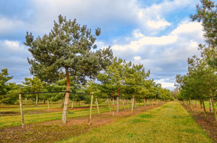 <i>Pinus silvestris</i> <i>Pinus silvestris</i>