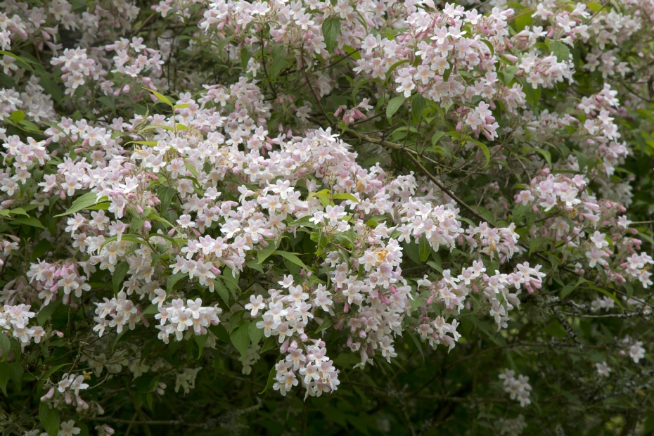 <i>Kolkwitzia amabilis</i> <i>Kolkwitzia amabilis</i>