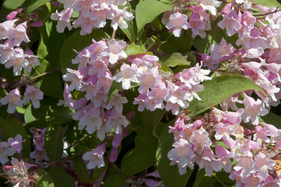 <i>Kolkwitzia amabilis</i> 'Rosea'