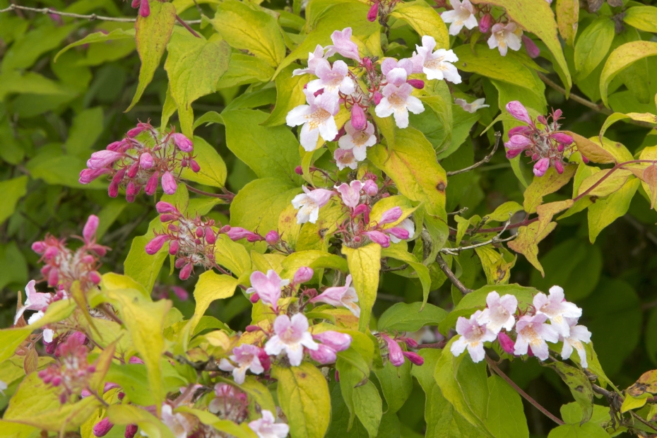 <i>Kolkwitzia amabilis</i> 'Maradco'