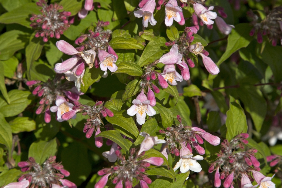 <i>Kolkwitzia amabilis</i> 'Kellokas'