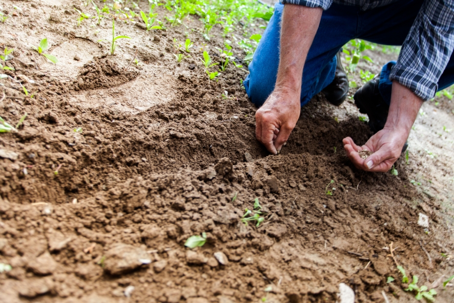 Volkstuin: planten inzaaien Volkstuin: planten inzaaien