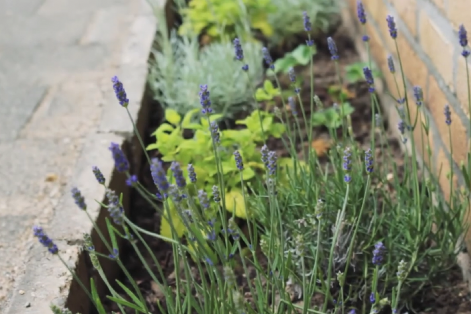 Geveltuintje met Lavendel Geveltuintje met Lavendel