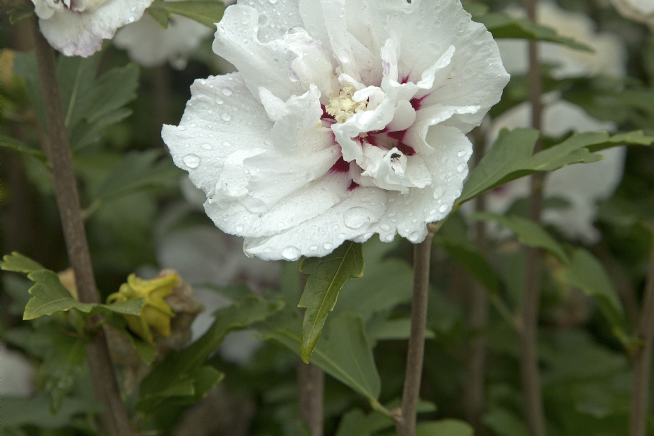 <i>Hibiscus syriacus</i> 'Speciosus'