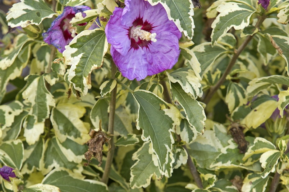 <i>Hibiscus syriacus</i> 'Meehanii'