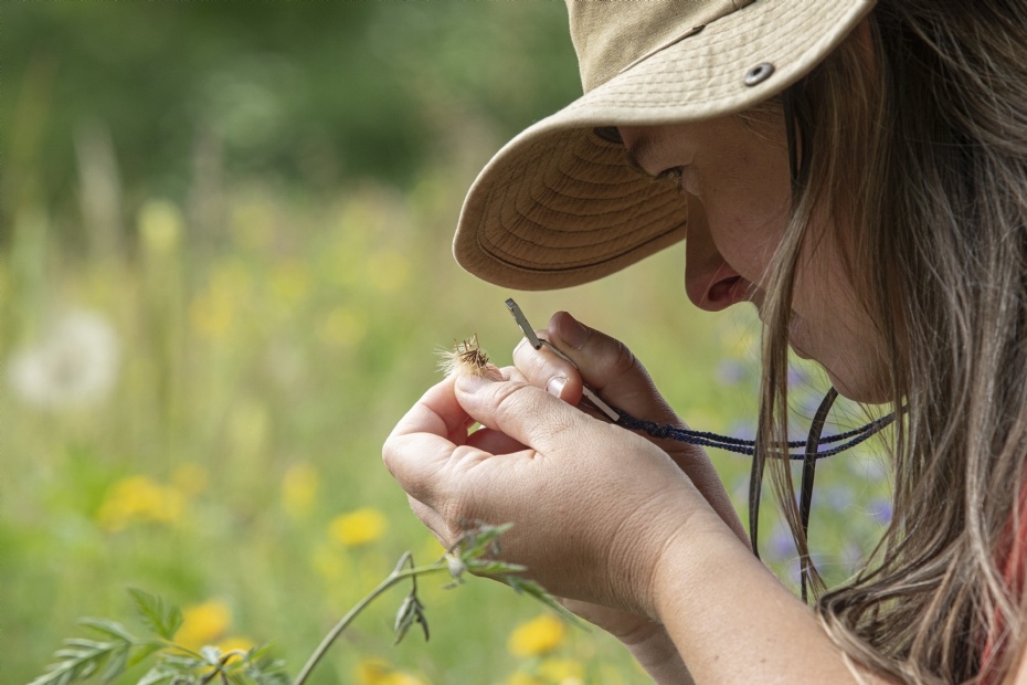 Soorten determineren. Beeld Cruydt-Hoeck Soorten determineren. Beeld Cruydt-Hoeck