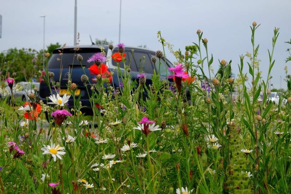 Parkeerplaats bij het Isala Ziekenhuis in Zwolle. Beeld Cruydt-Hoeck Parkeerplaats bij het Isala Ziekenhuis in Zwolle. Beeld Cruydt-Hoeck